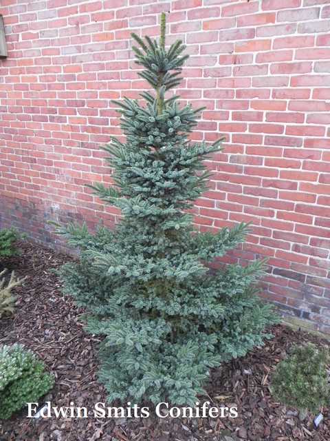 Picea glehnii 'D.J. Dwarf'